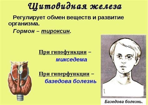 Прием препаратов, влияющих на эхогенность щитовидной железы