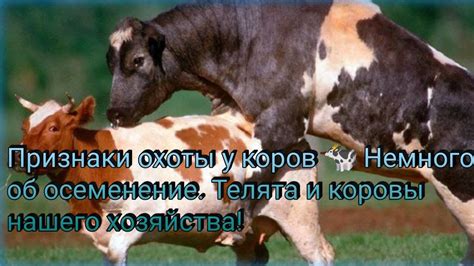 Признаки запущенной коровы