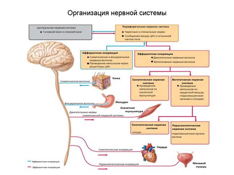 Признаки и проявление угнетающего воздействия на нервную систему