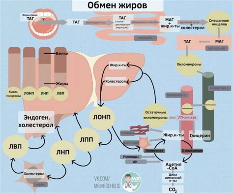 Признаки нарушенного жирового обмена в организме