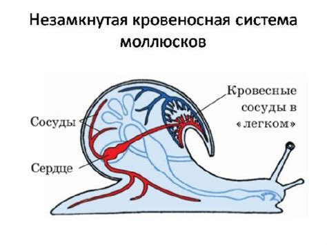 Признаки незамкнутой кровеносной системы