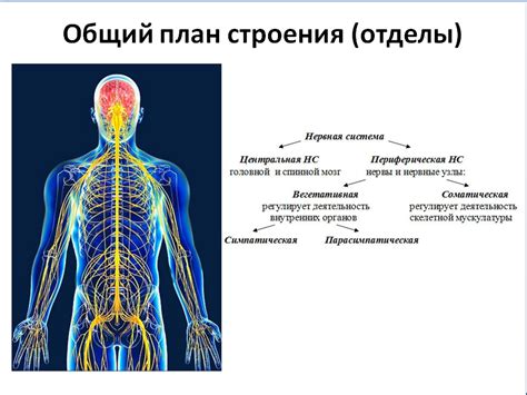 Признаки нервной энергии