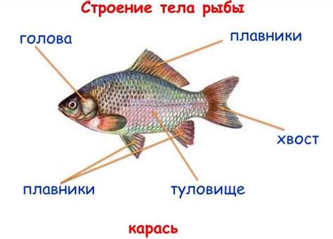 Признаки открытого рта у рыбы