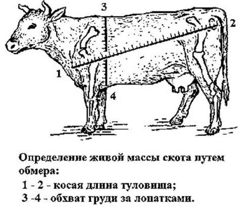 Признаки успетки и как их определить