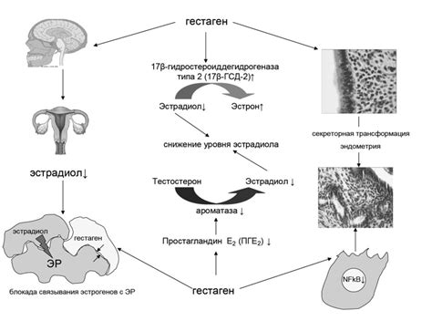 Применение гестагенов