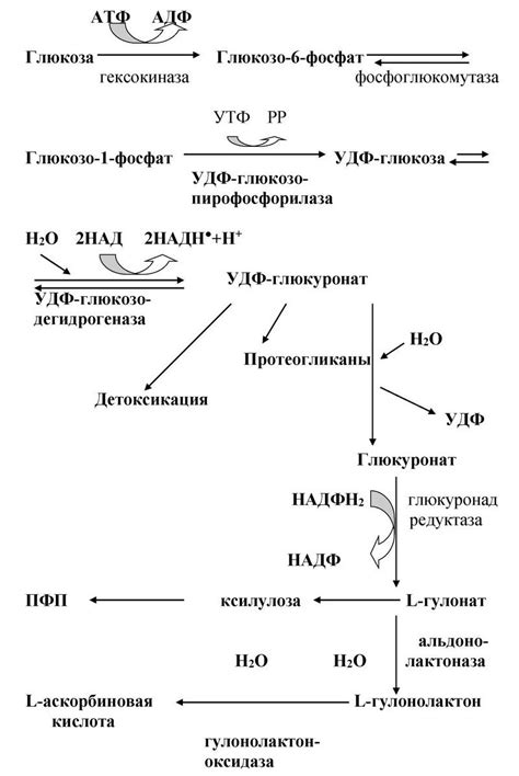 Применение глюкуроновой кислоты в медицине