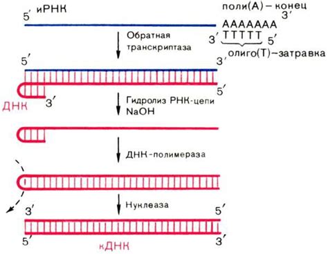 Применение обратной транскрипции в молекулярной биологии