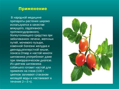 Применение седативного средства в народной медицине