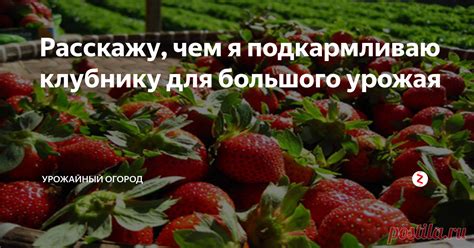 Применение снов о малине и клубнике для прогнозирования и принятия решений