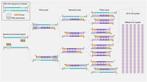 Применение real time pcr