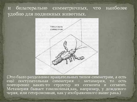 Примеры билатерально симметричных животных