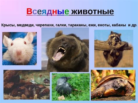 Примеры всеядных животных