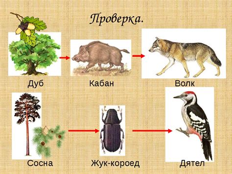 Примеры известных цепочек планет