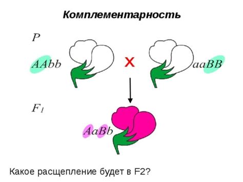 Примеры иллюстрирующие работу правила комплементарности