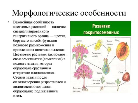 Примеры копулятивных органов у различных видов растений