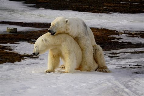 Примеры косолапых видов: