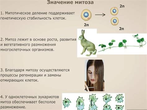 Примеры непрямого деления клетки в природе