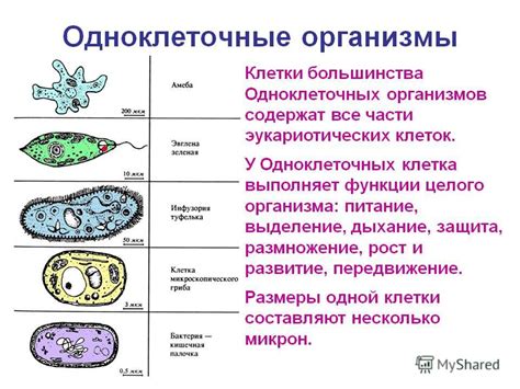 Примеры одноклеточных организмов