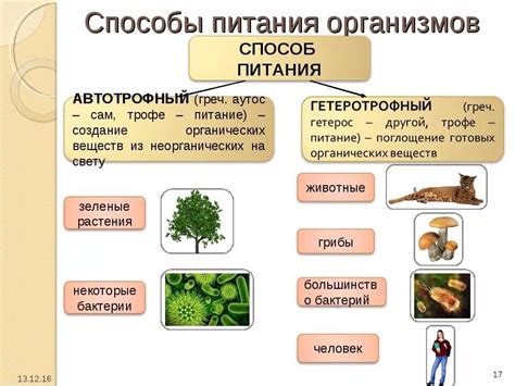 Примеры организмов, использующих гетеротрофное питание