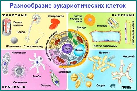 Примеры полиморфизма клеток в организме человека