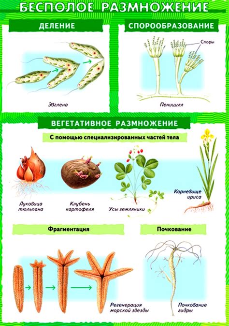 Примеры растений, размножающихся почкованием