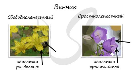 Примеры растений с редуцированным околоцветником