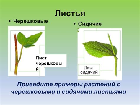 Примеры растений с сидячими листьями