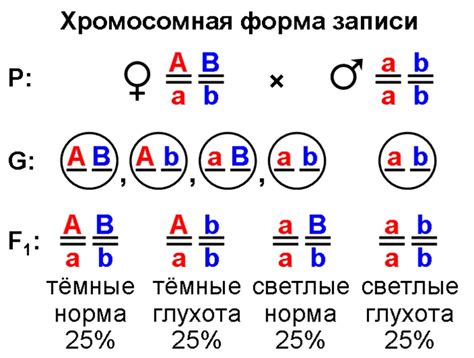 Примеры расщепления по фенотипу в биологии