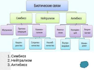 Примеры симбиотических отношений в природе