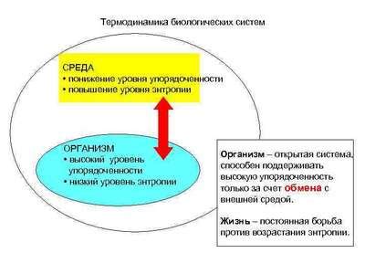 Принципы адаптации в биологических системах