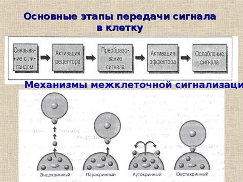 Принципы передачи сигнала