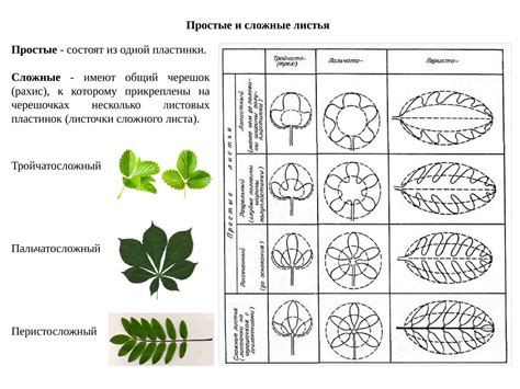 Принципы работы листовой пластинки