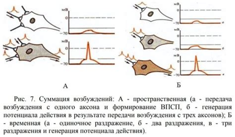 Принципы работы нервных центров экранного типа