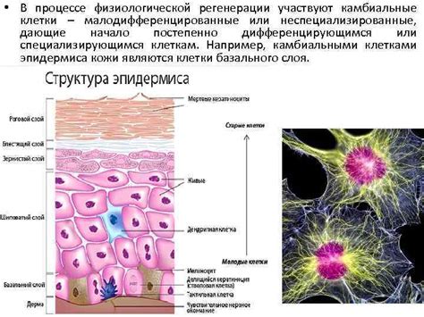 Принципы регенерации организма