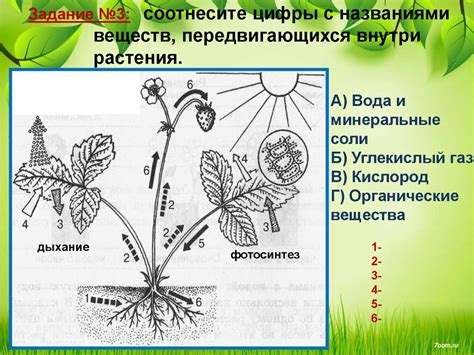 Принципы самобесплодности у растений