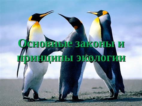 Принципы экологии труда: здоровье, безопасность, производительность