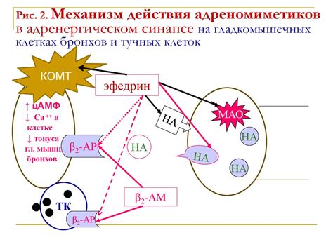 Принцип действия адреномиметиков центрального действия