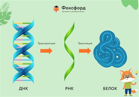 Принцип действия высокогидролизованного белка