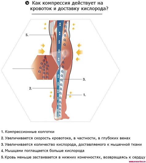 Принцип действия компрессионного белья