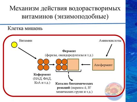 Принцип действия синтетических витаминов