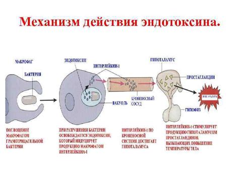 Принцип действия термостабильного эндотоксина на организм