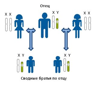 Принцип определения родства