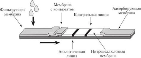 Принцип работы автолиза теста