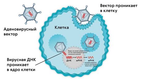 Принцип работы вакцины векторного типа