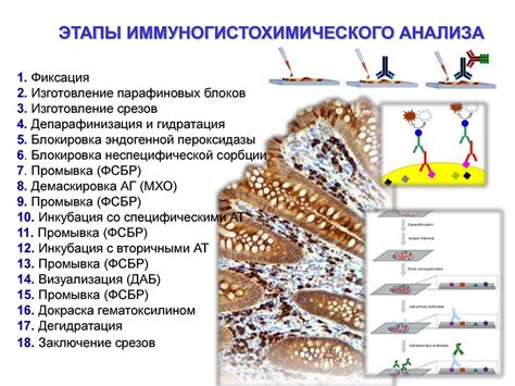 Принцип работы иммуногистохимического исследования: