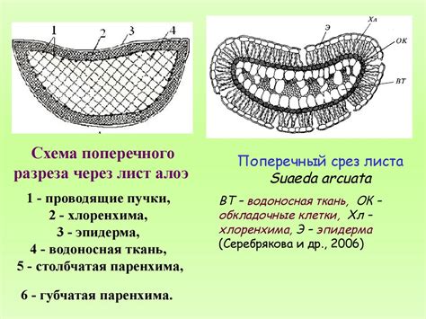 Принцип работы и значение поперечного среза