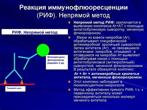 Принцип работы метода ИФА