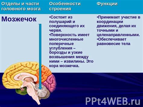 Принцип работы мозга при употреблении экстаза