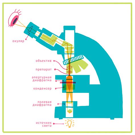 Принцип работы оптического увеличения на примере микроскопа
