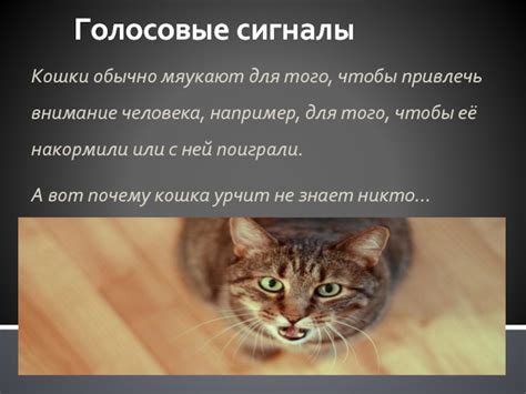 Природа звука "урчания" и его роль для кошек